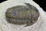 Bargain, Gerastos Trilobite Fossil - Morocco #84614-2